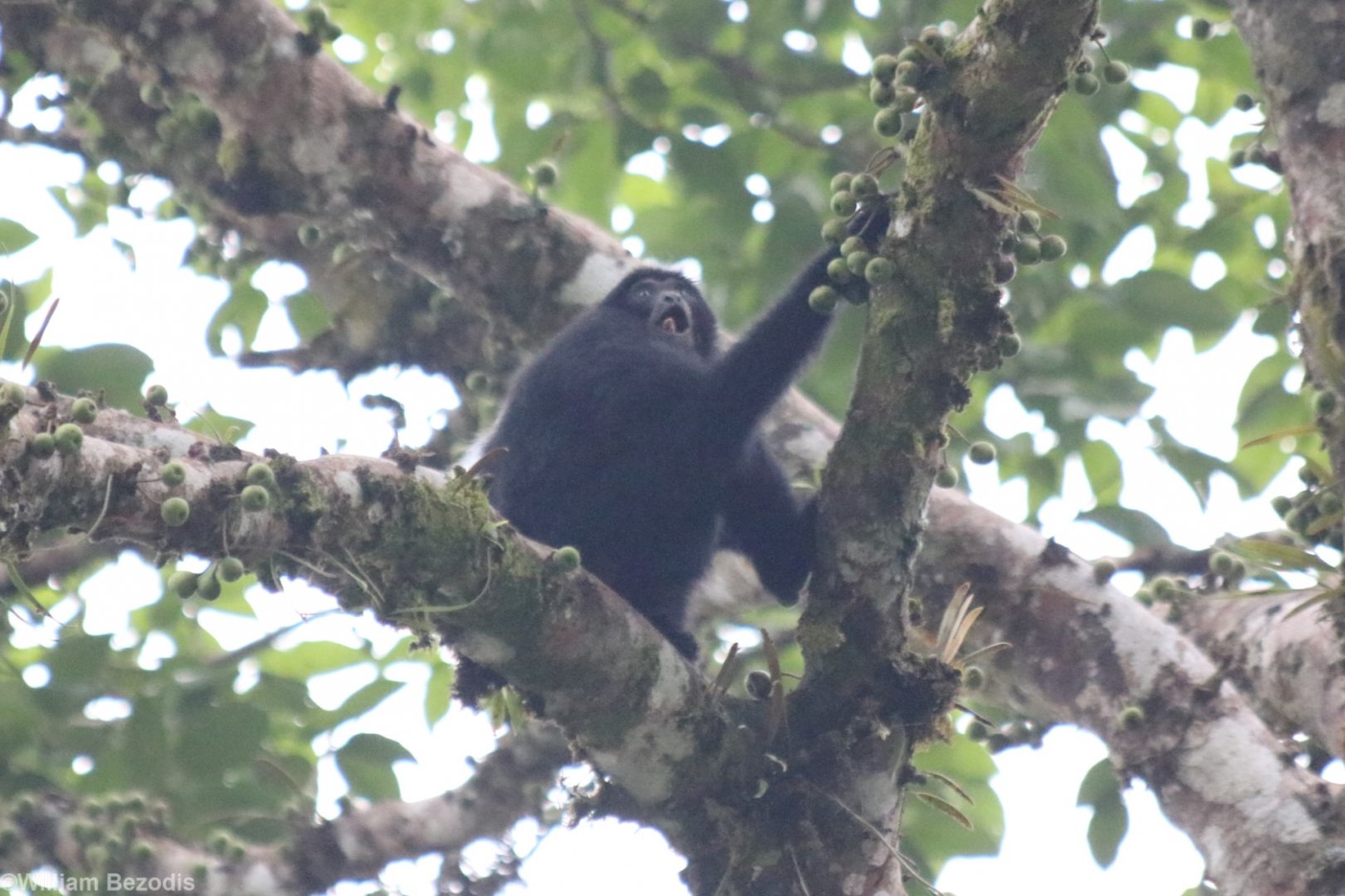 Siamang Juvenile - Fraser's Hill