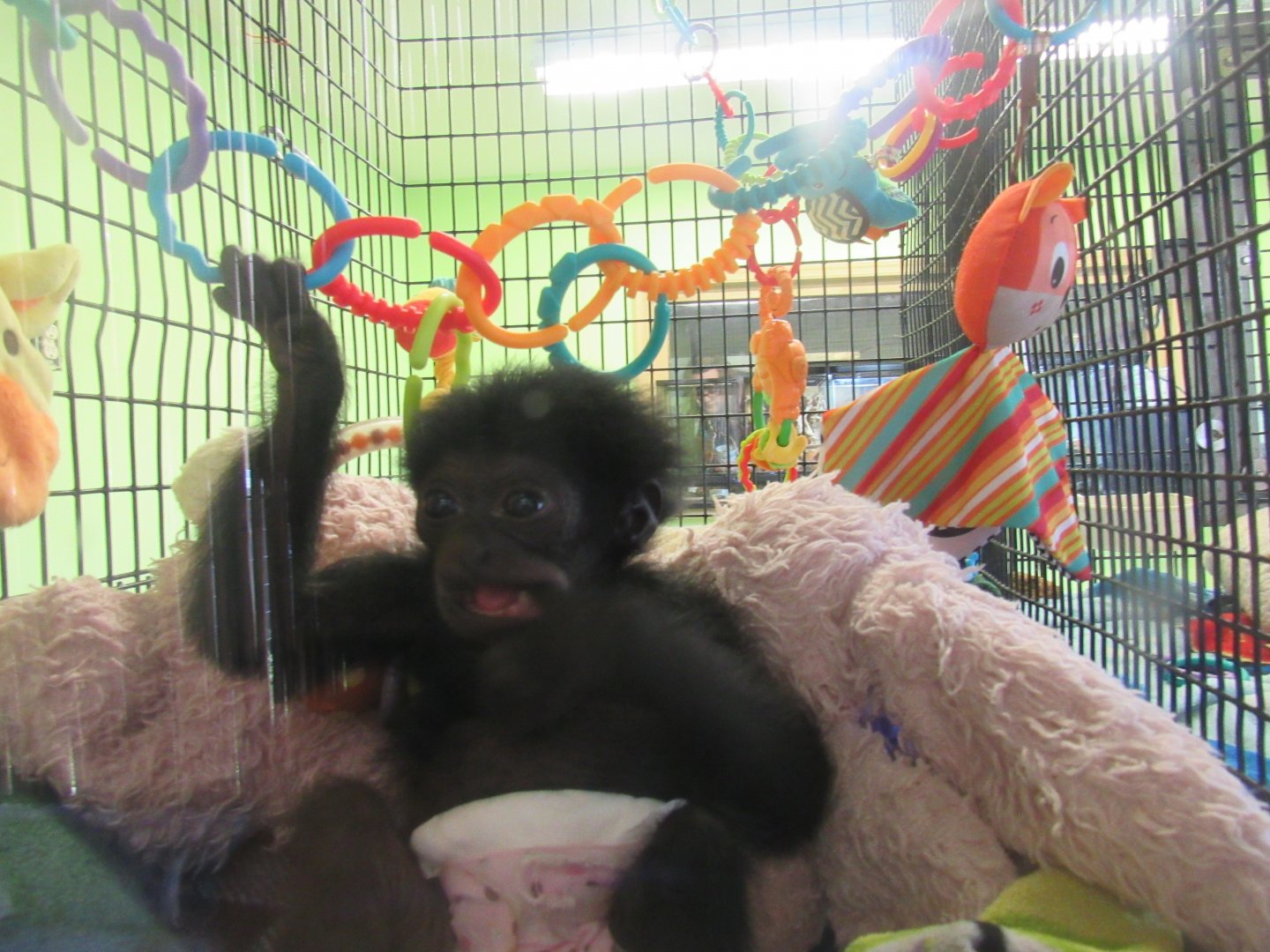 Siamang, Lucy, in Nursery