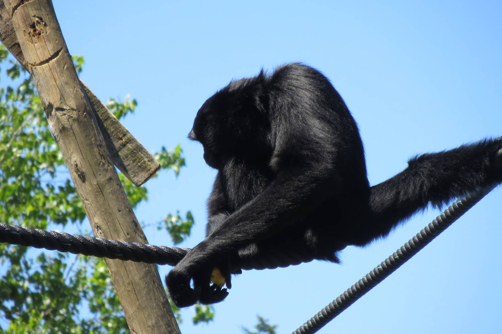Siamang May 2014