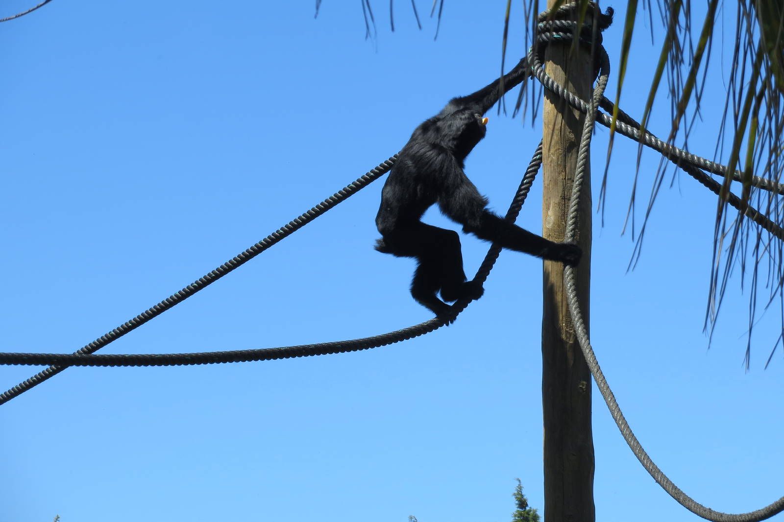 Siamang May 2014