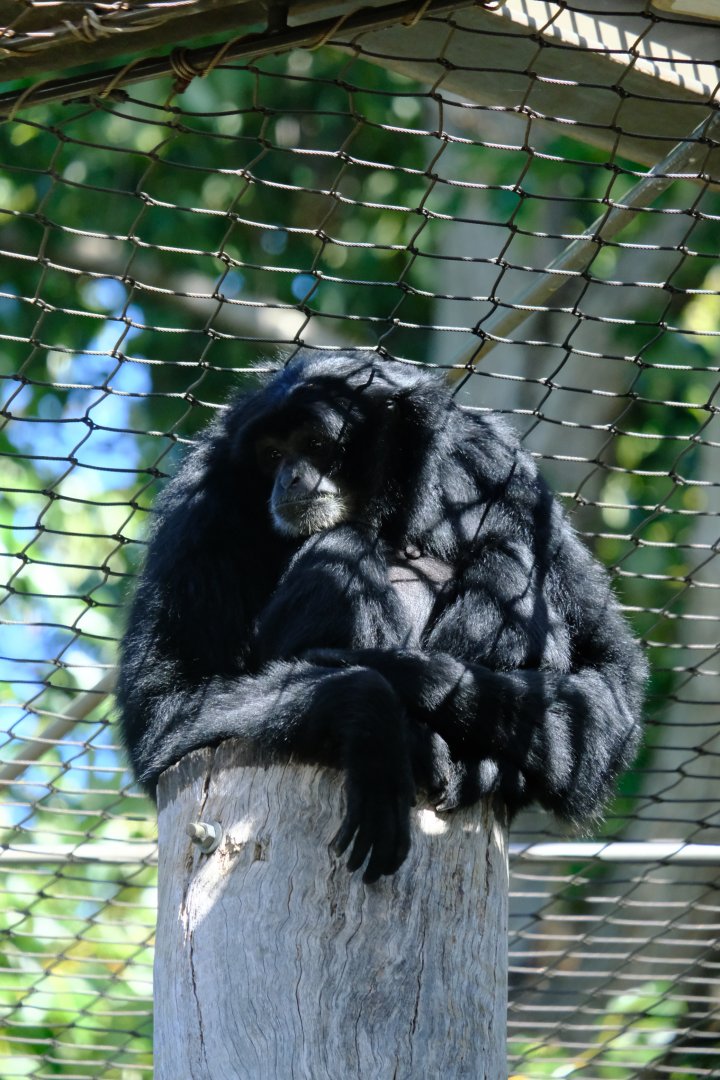 Siamang - Melbourne Zoo