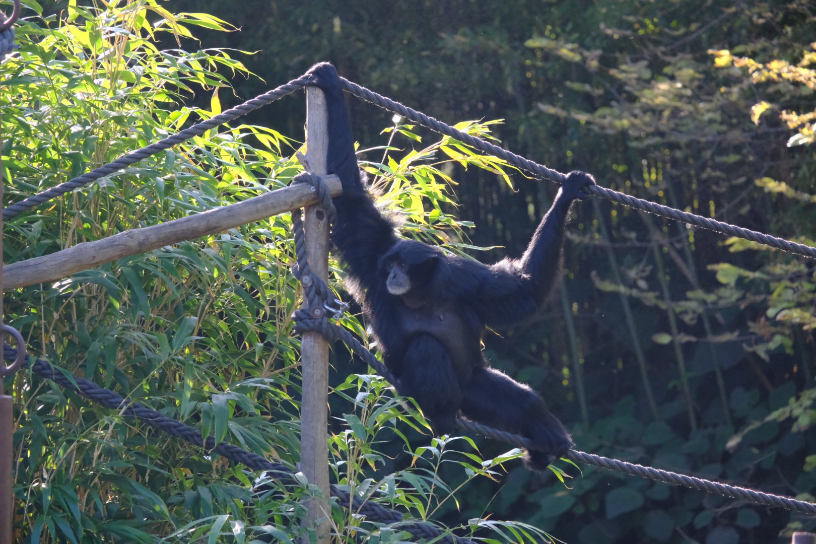 Siamang - Melbourne Zoo
