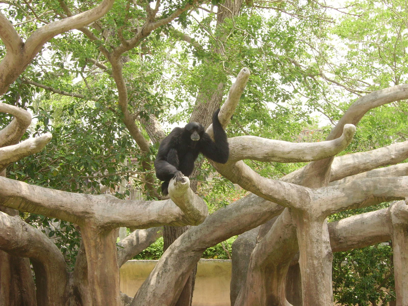 Siamang - Miami Metrozoo