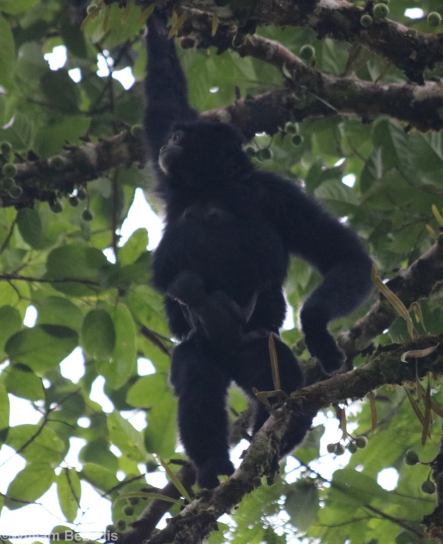 Siamang Mother with Very Young Baby - Fraser's Hill
