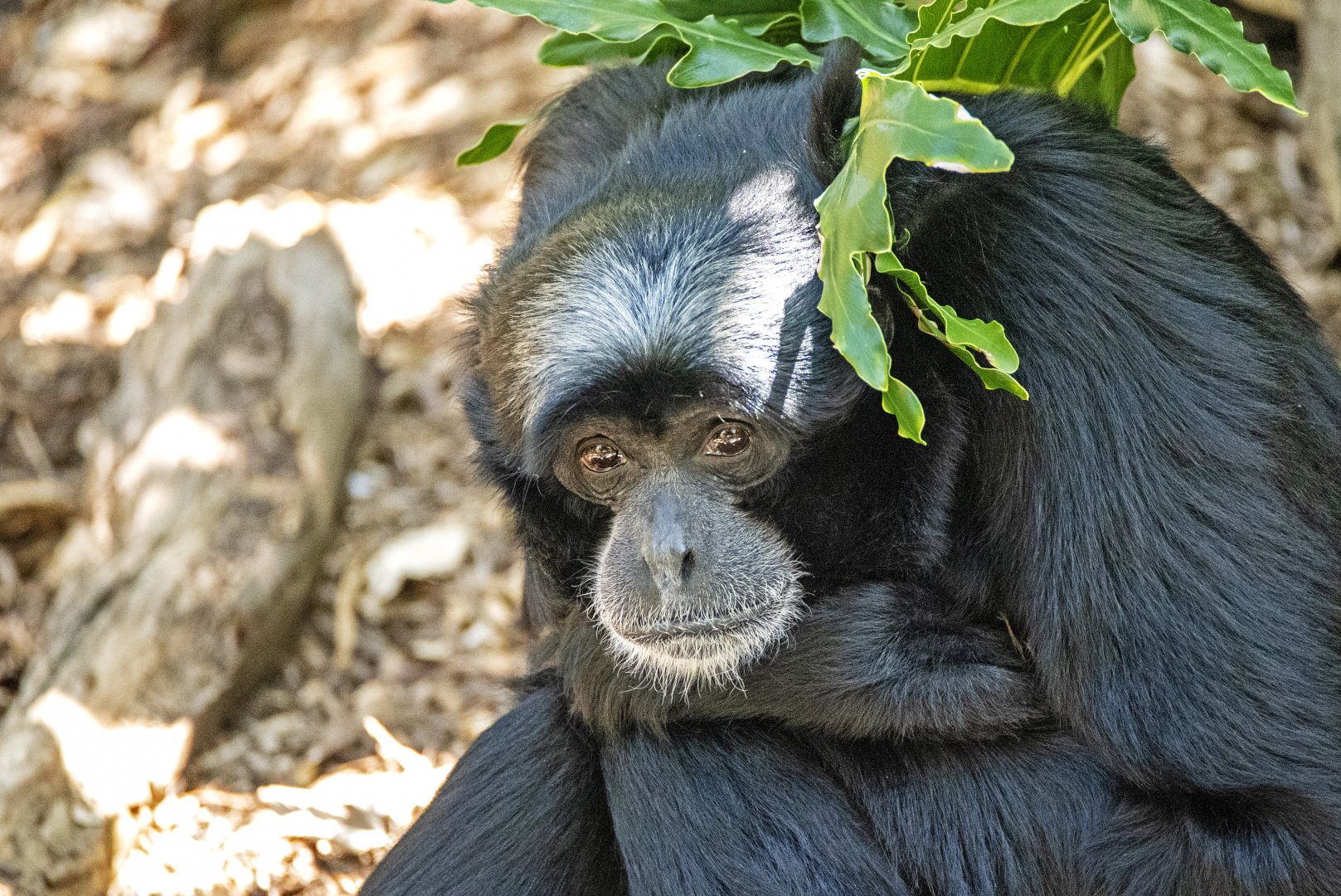 Siamang 'Niran'