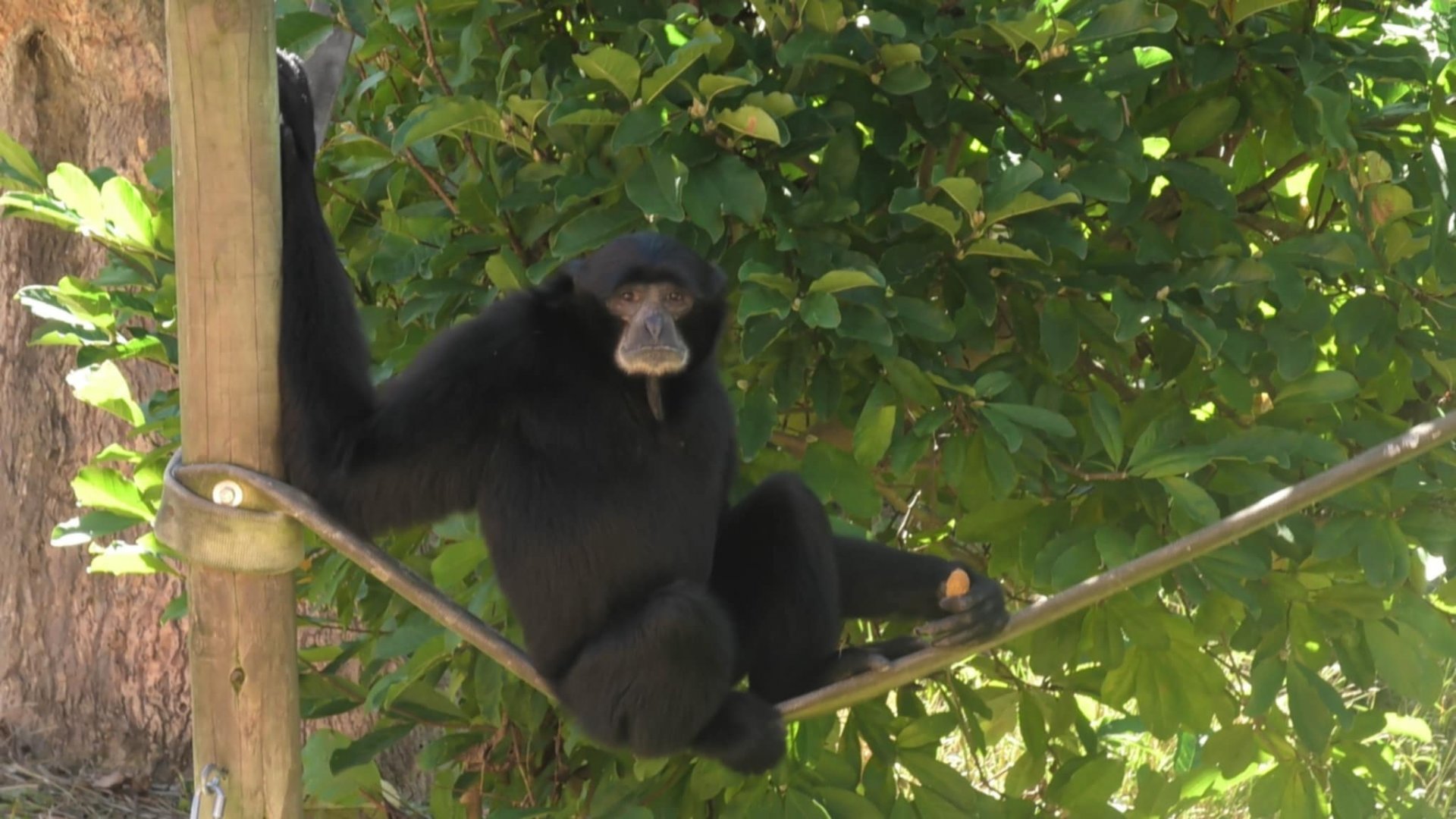 Siamang on a rope
