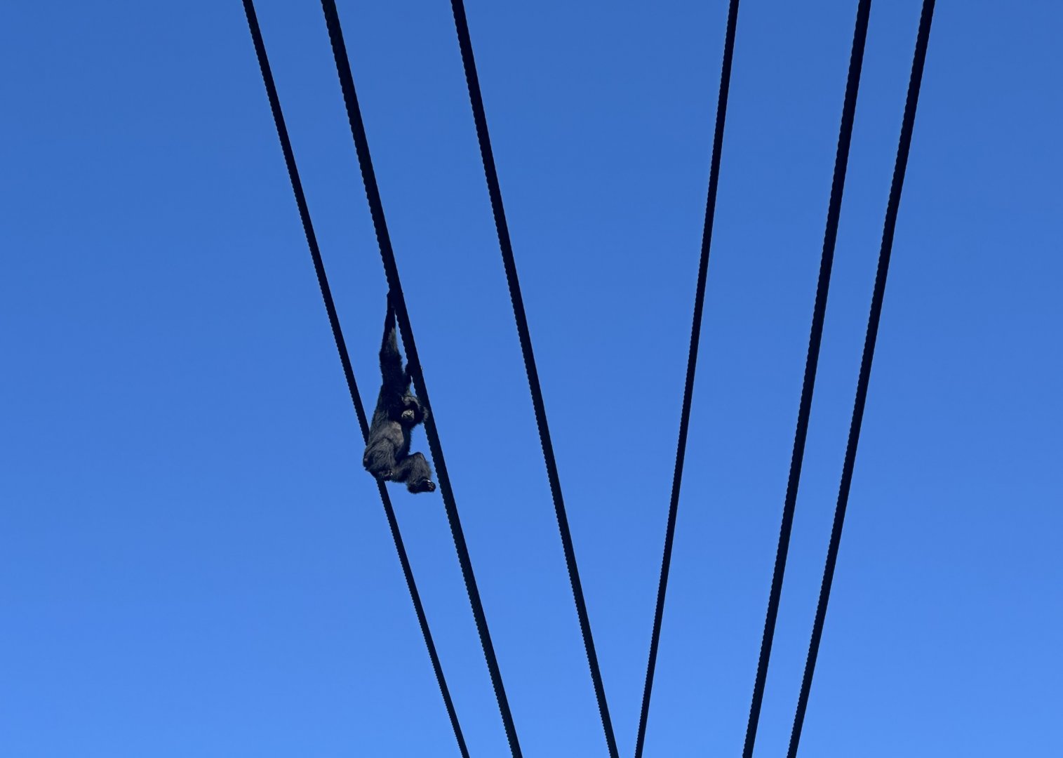 Siamang on Aerial Line