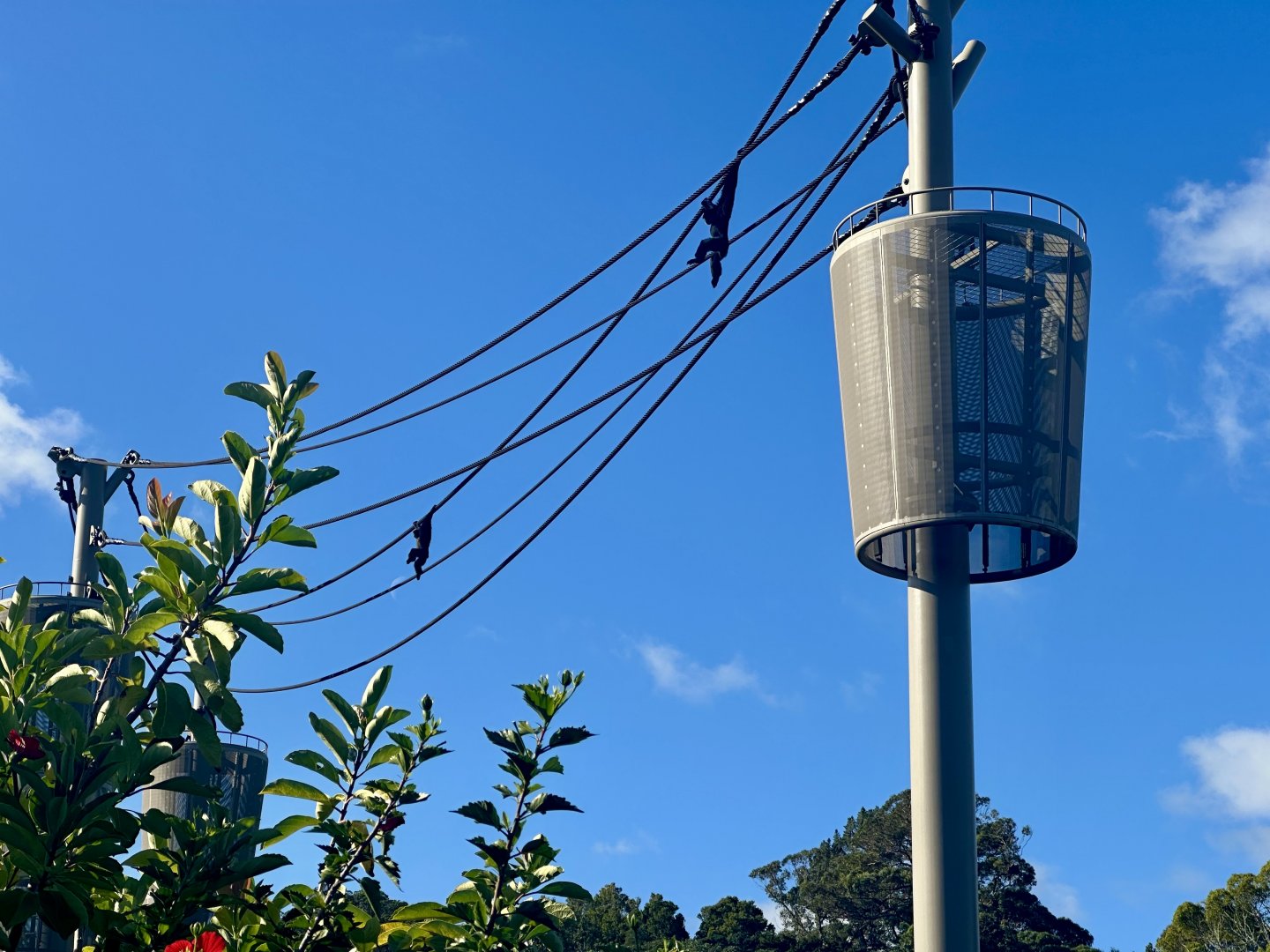 Siamang on Aerial Line