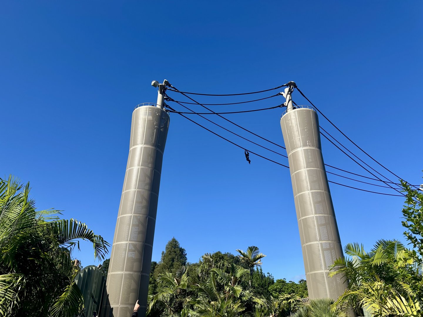 Siamang on Aerial Line