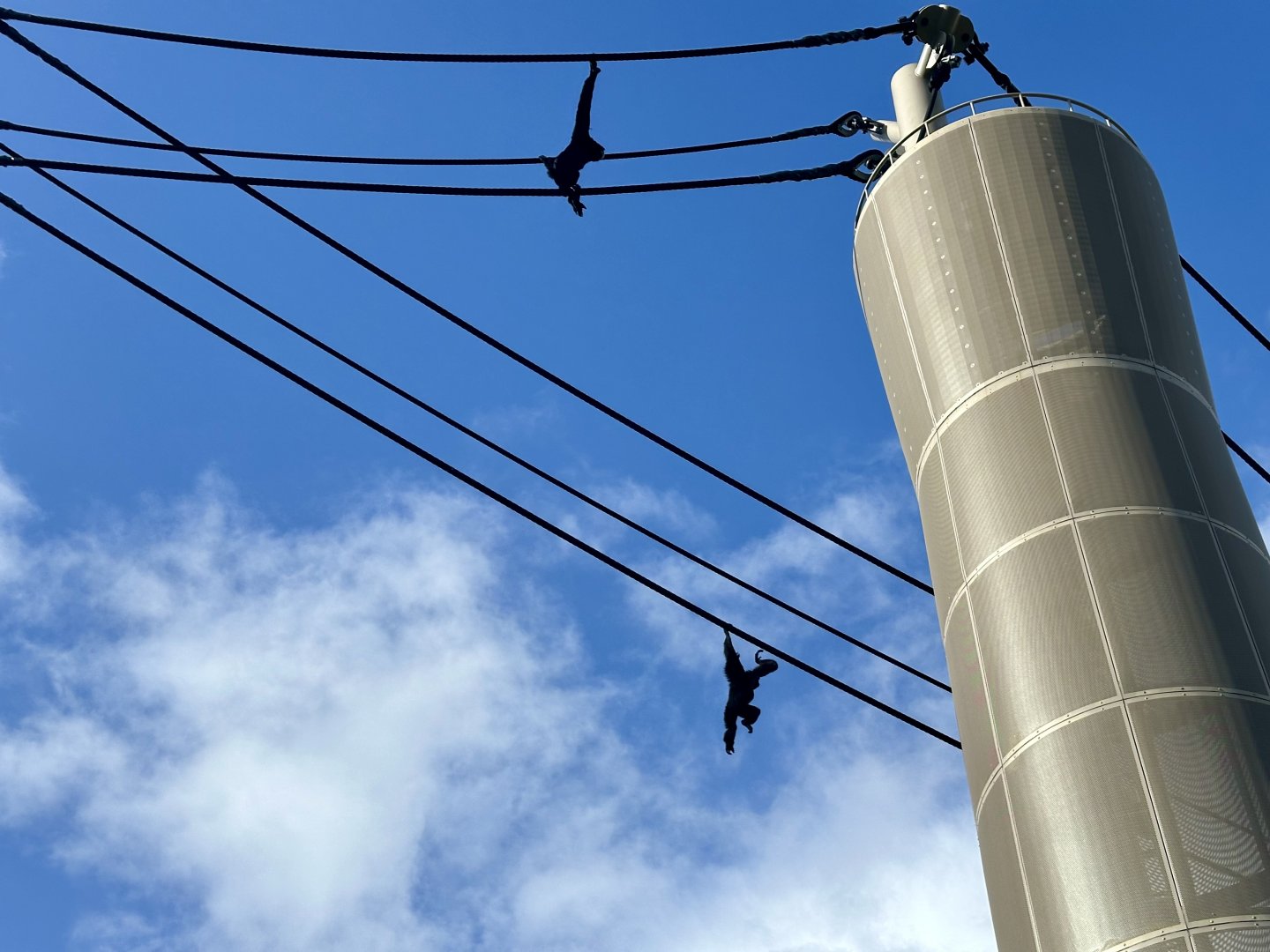 Siamang on Aerial Line