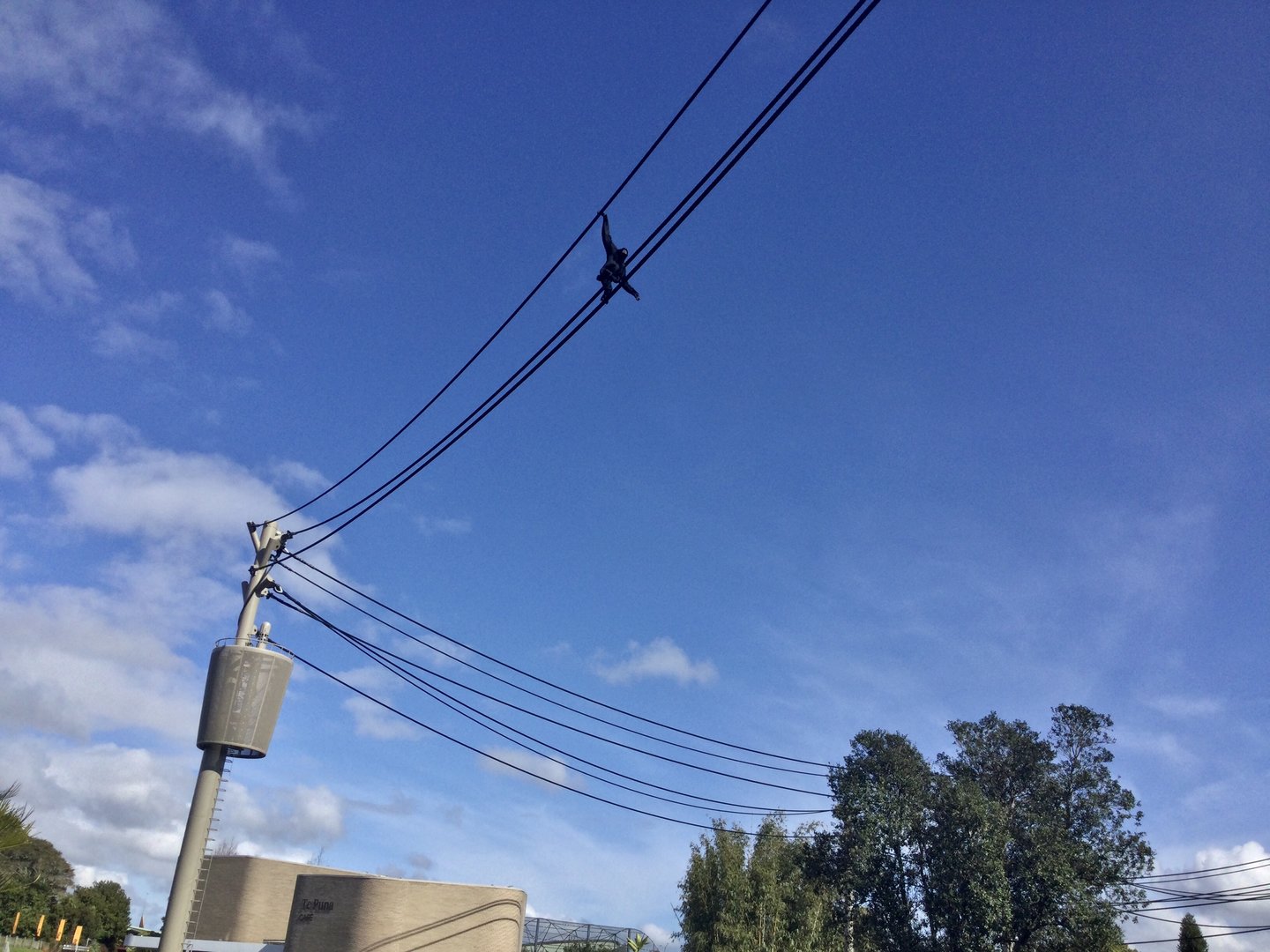 Siamang on Aerial Pathway