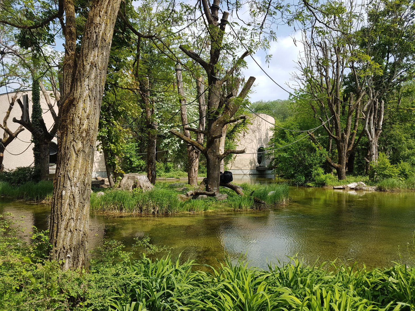 Siamang Outdoor Exhibit