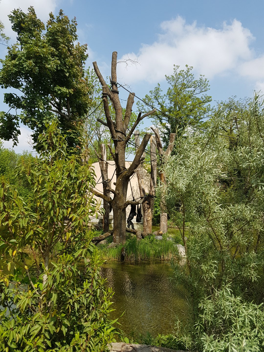 Siamang Outdoor Exhibit