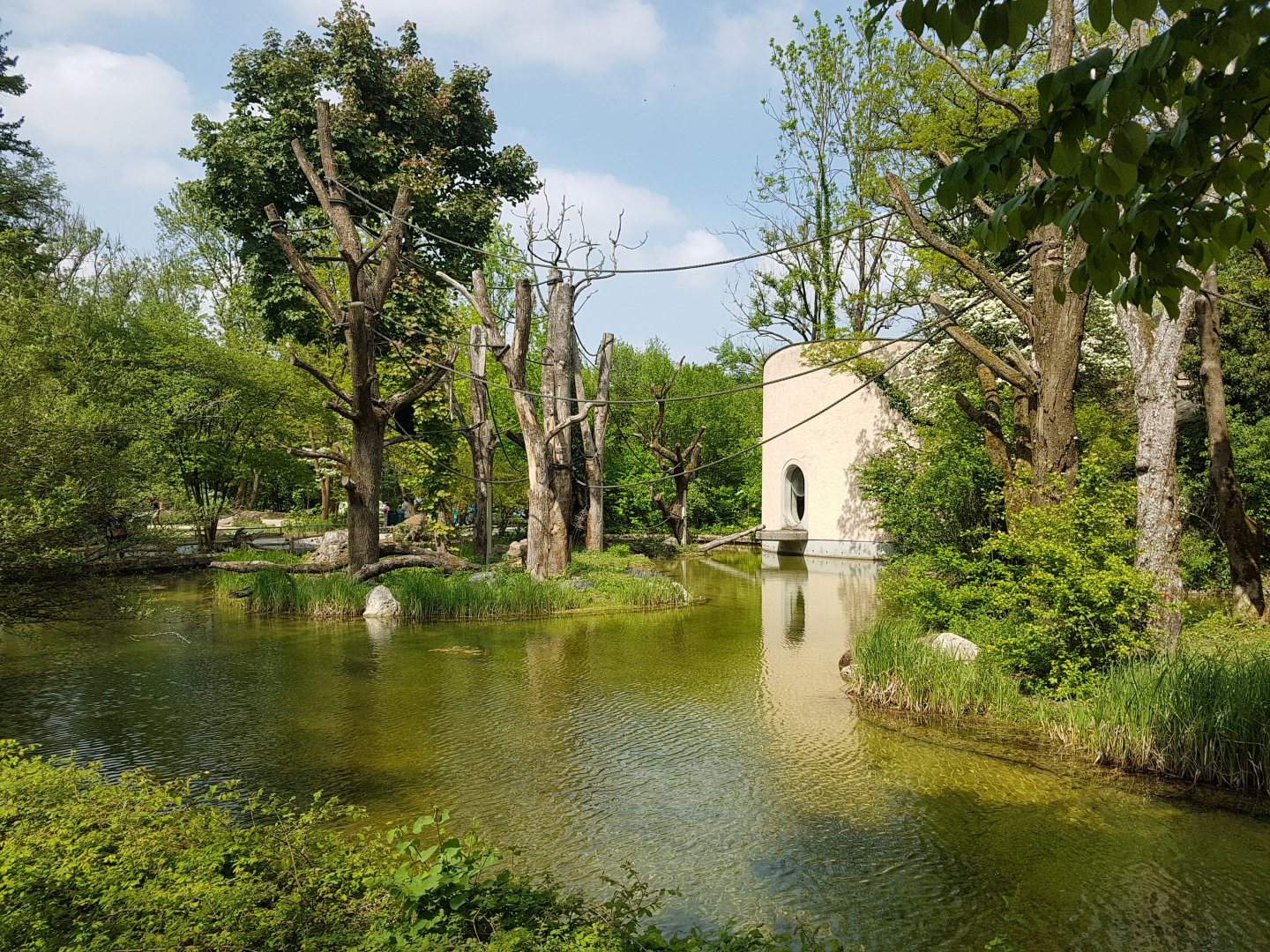 Siamang Outdoor Exhibit