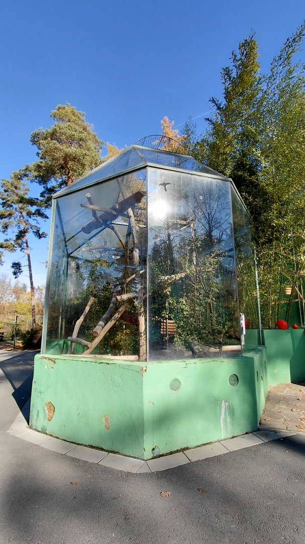 Siamang outdoor exhibit