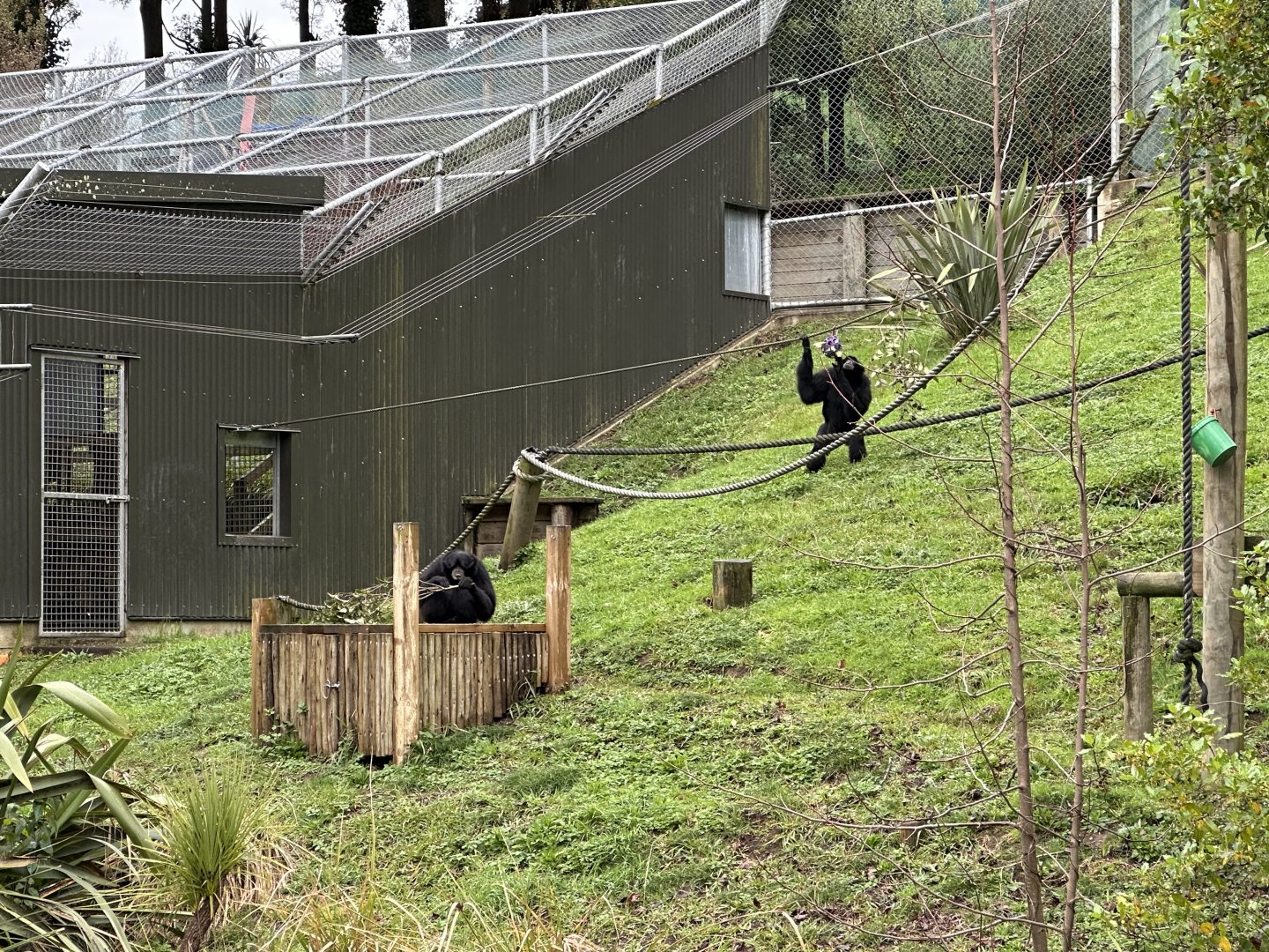 Siamang Pair (Itam and Peggy)