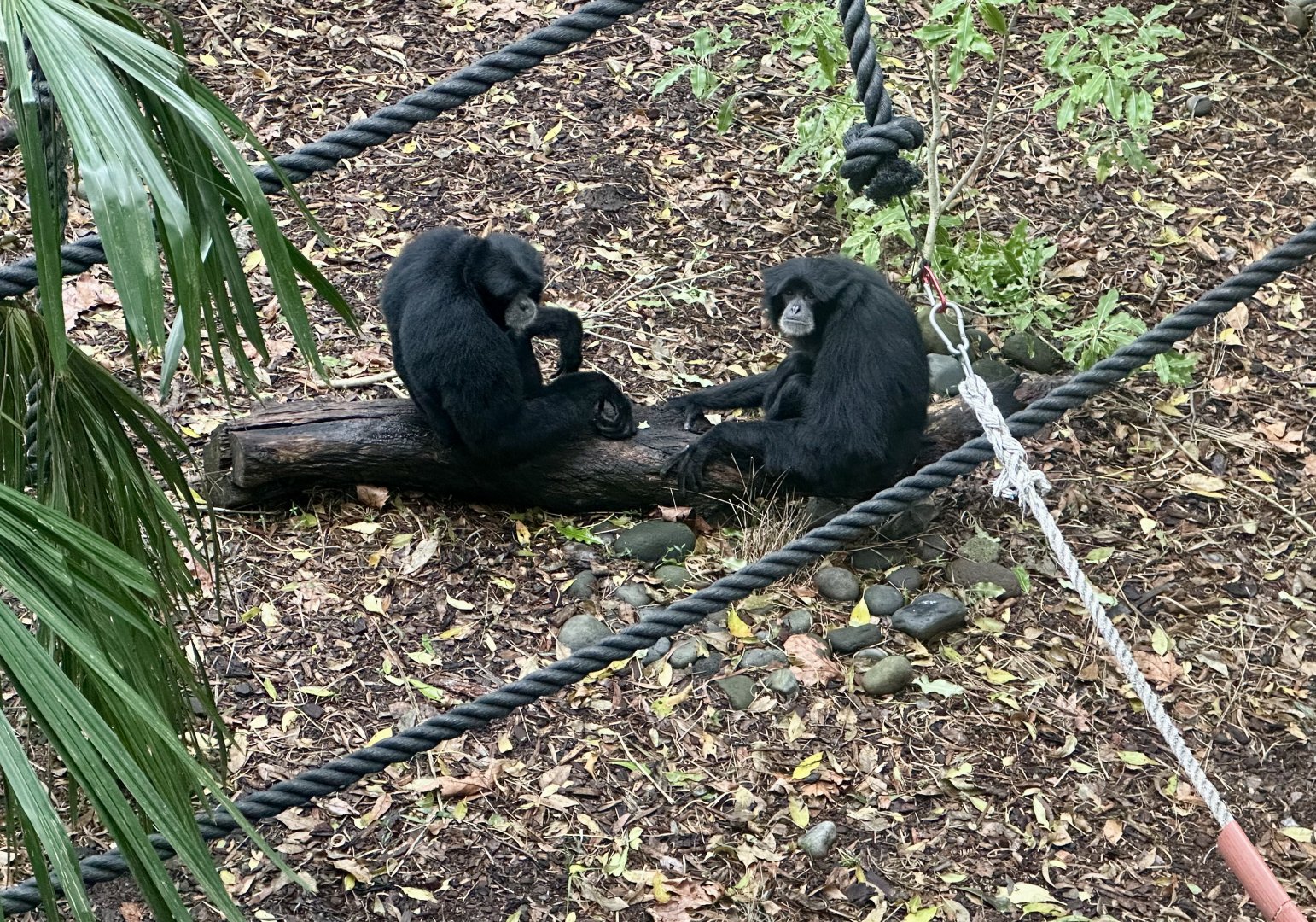 Siamang Pair (Lima and Kasih)