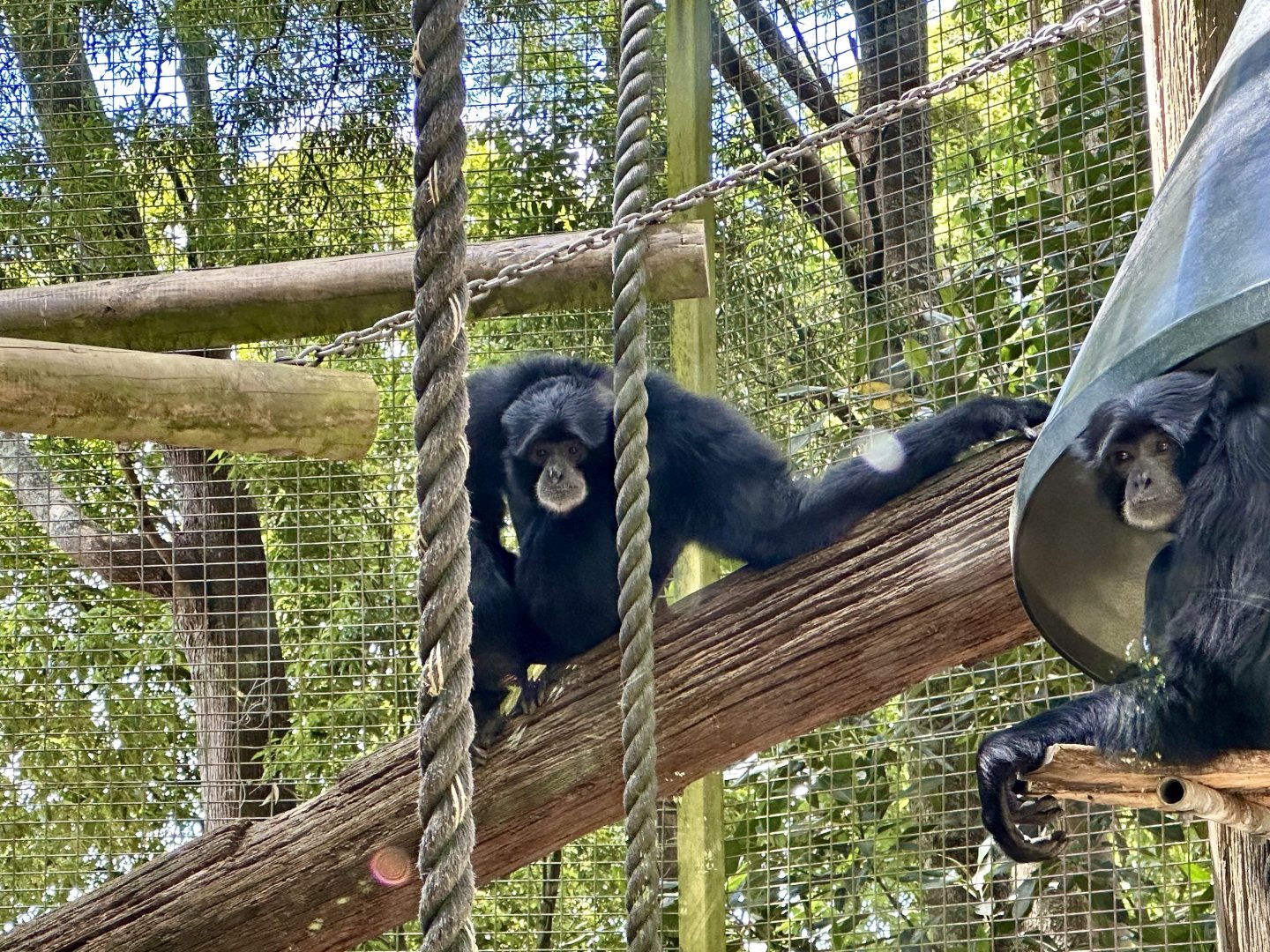 Siamang Pair