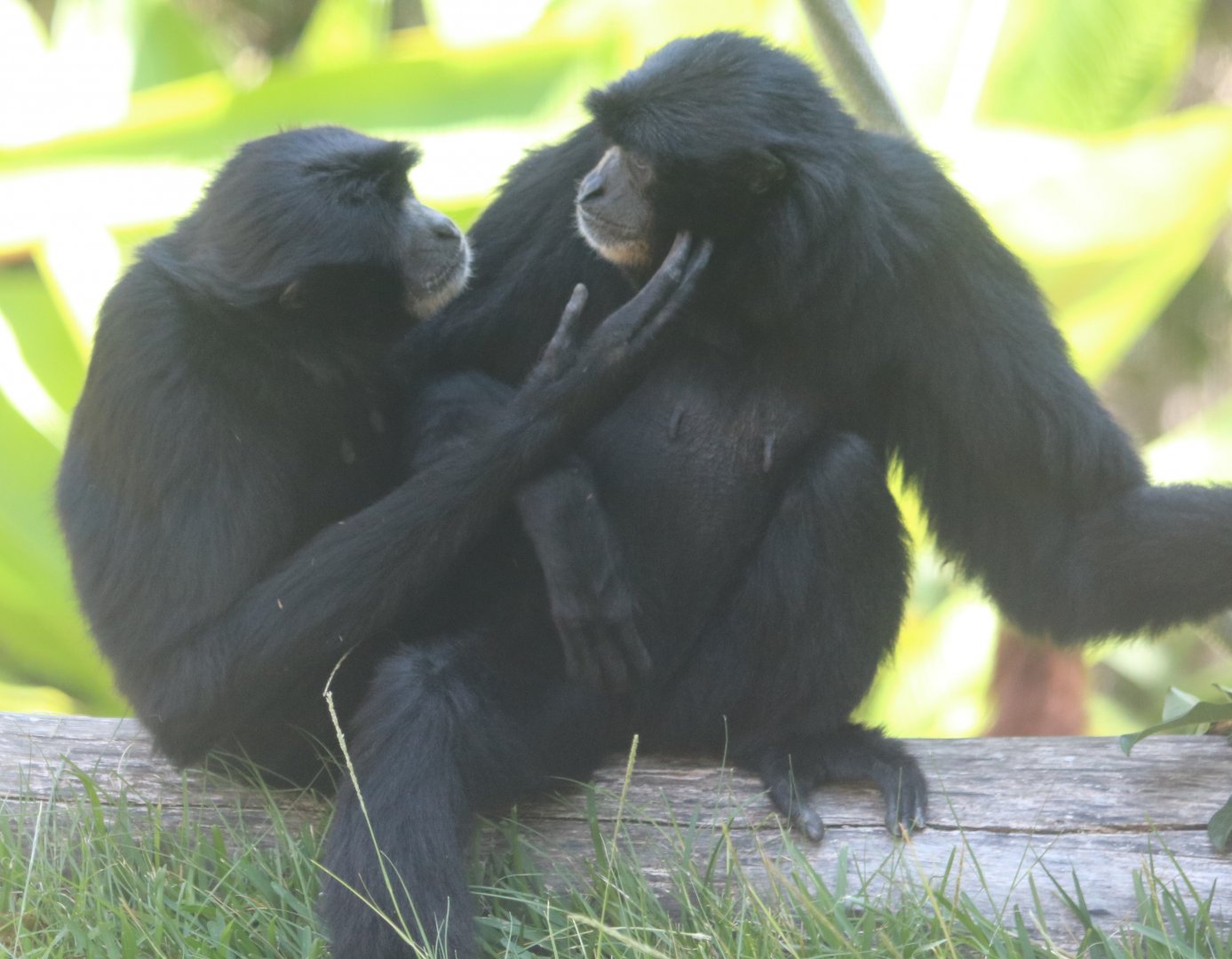 Siamang Pair