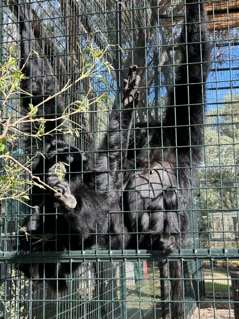 Siamang pair