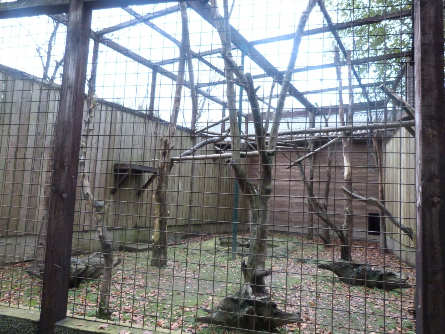 Siamang - Parc animalier de Bouillon