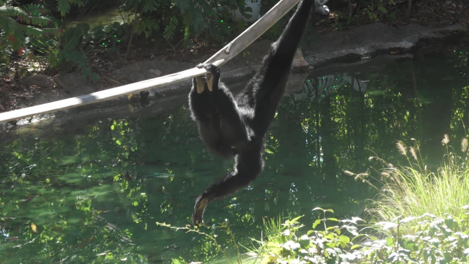 Siamang picking at some grass while swinging on a rope
