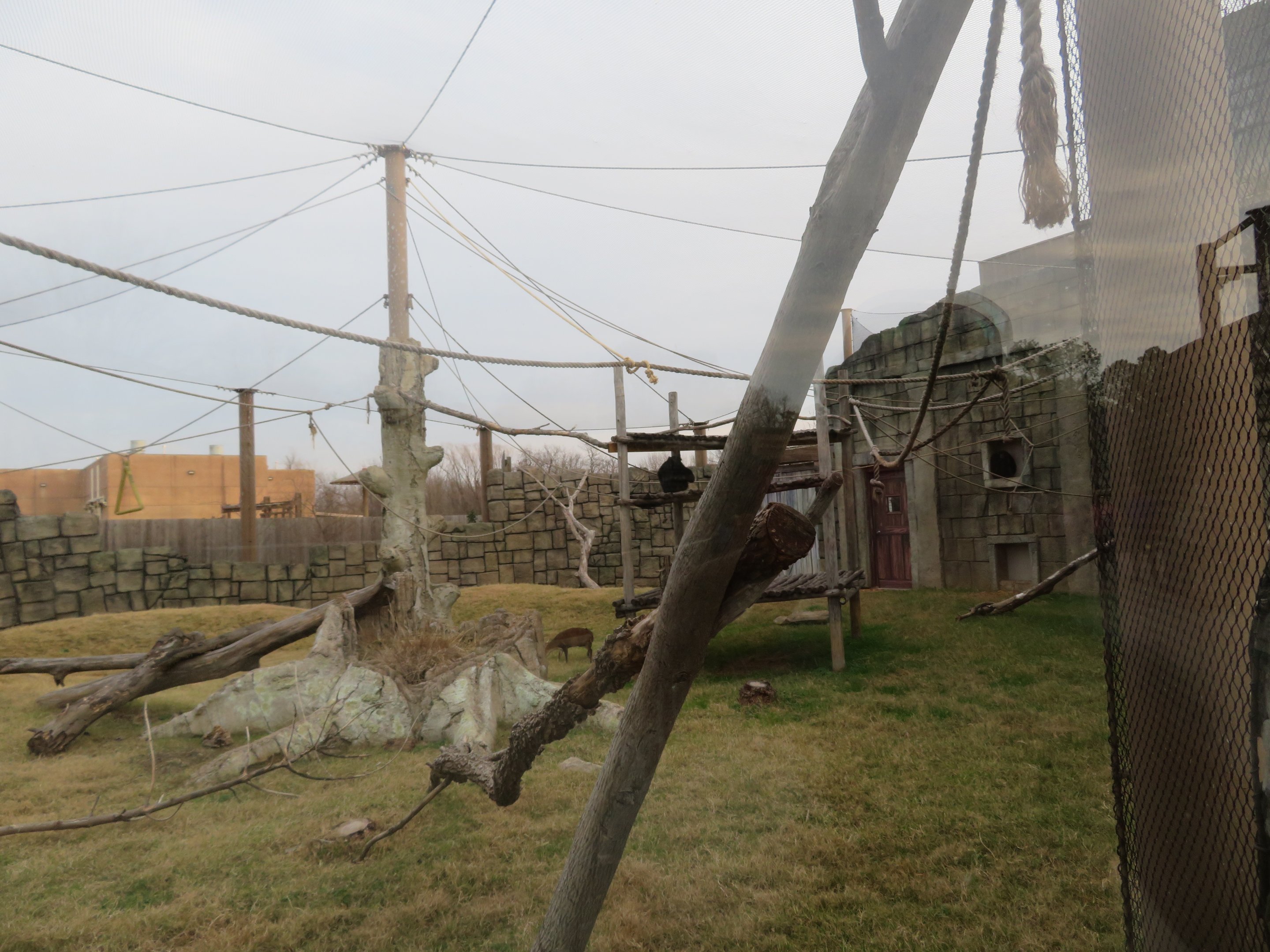 Siamang/Reeves' Muntjac Exhibit