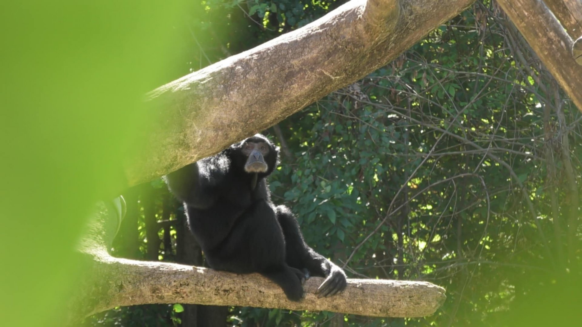 Siamang relaxing