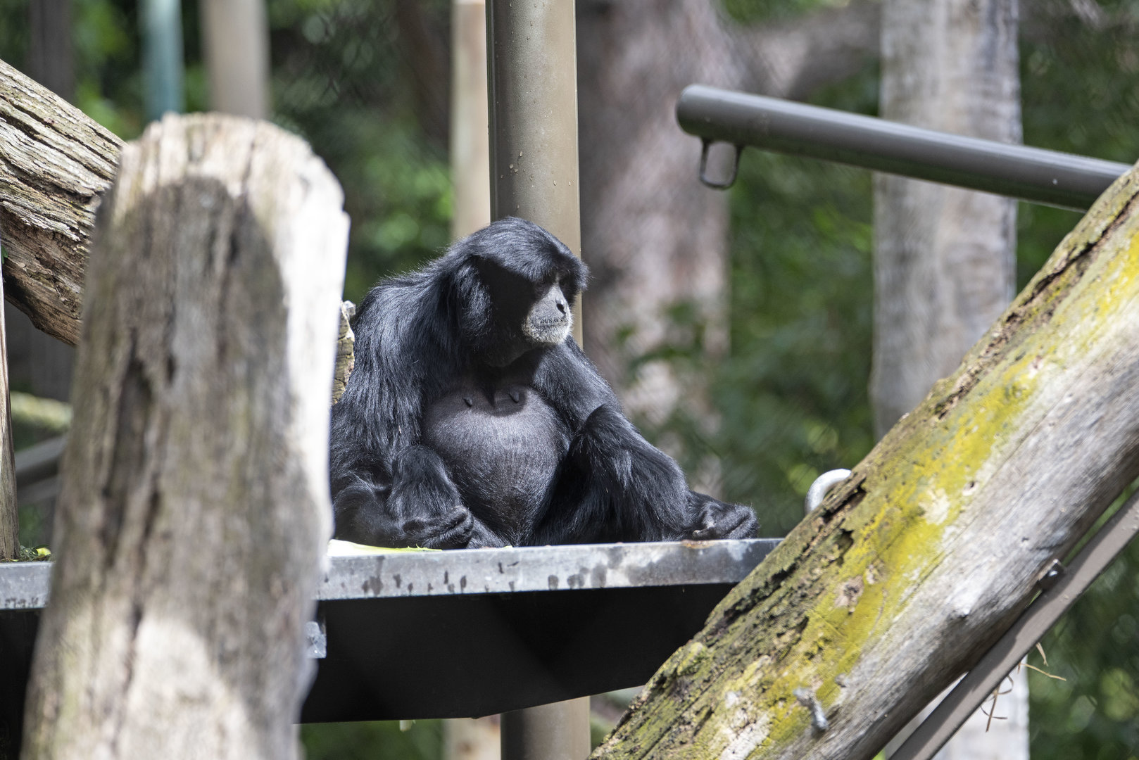Siamang 'Sampit'