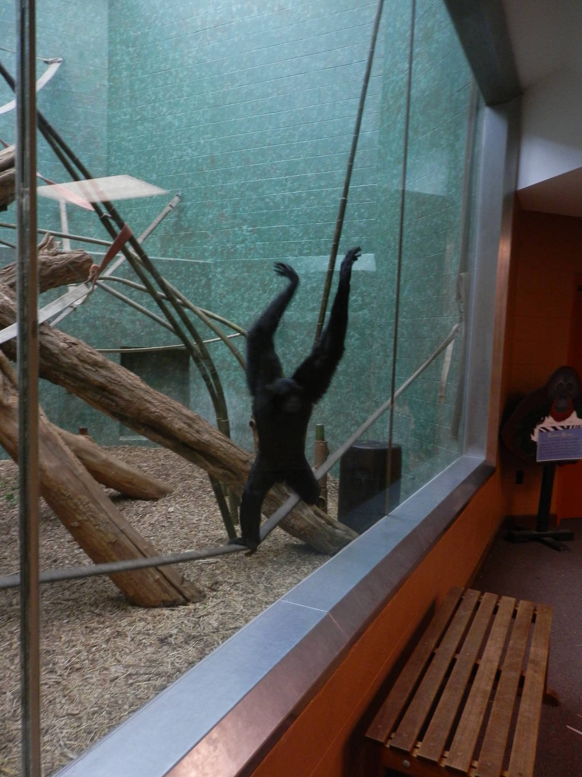 Siamang showing off