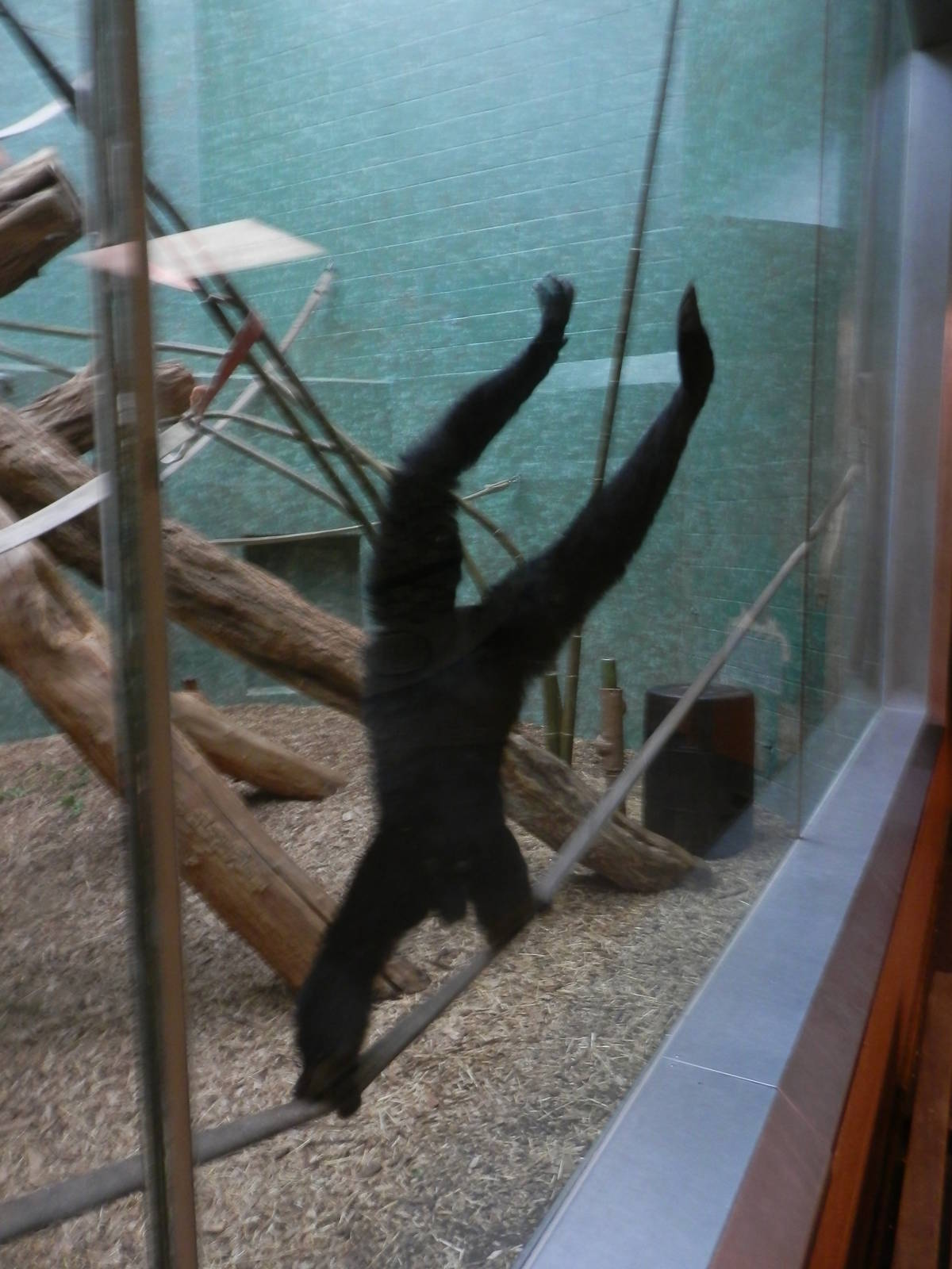 Siamang showing off