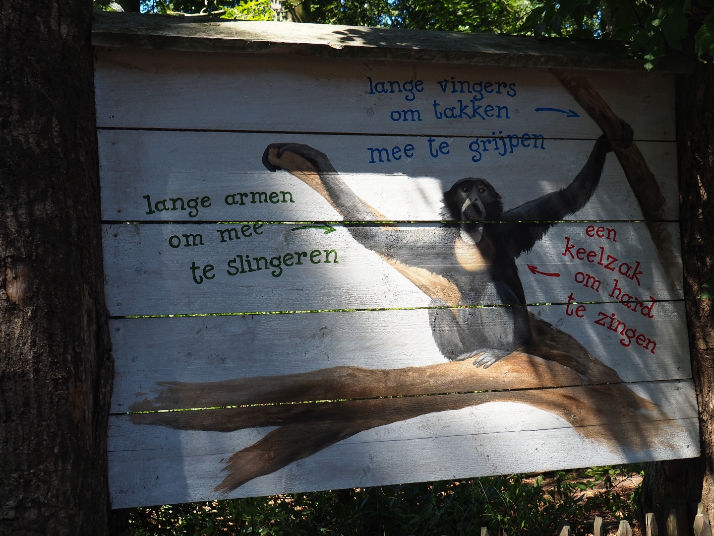 Siamang sign