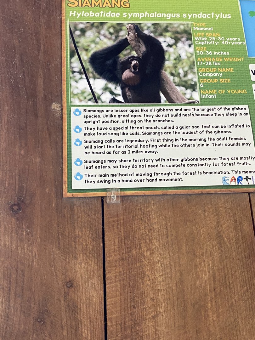 Siamang sign