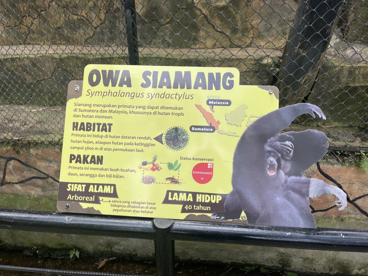 siamang signage (1)