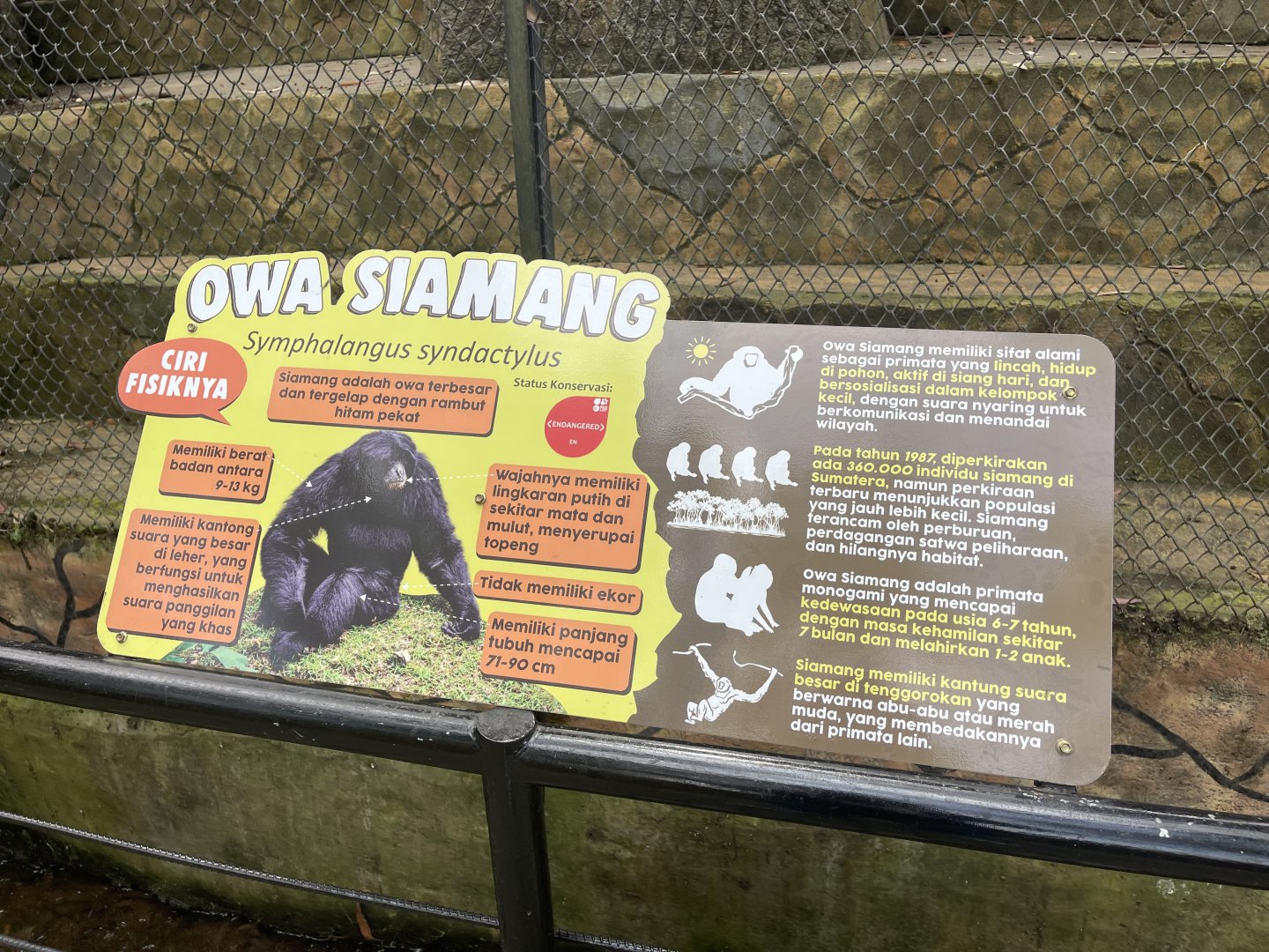 siamang signage (2)