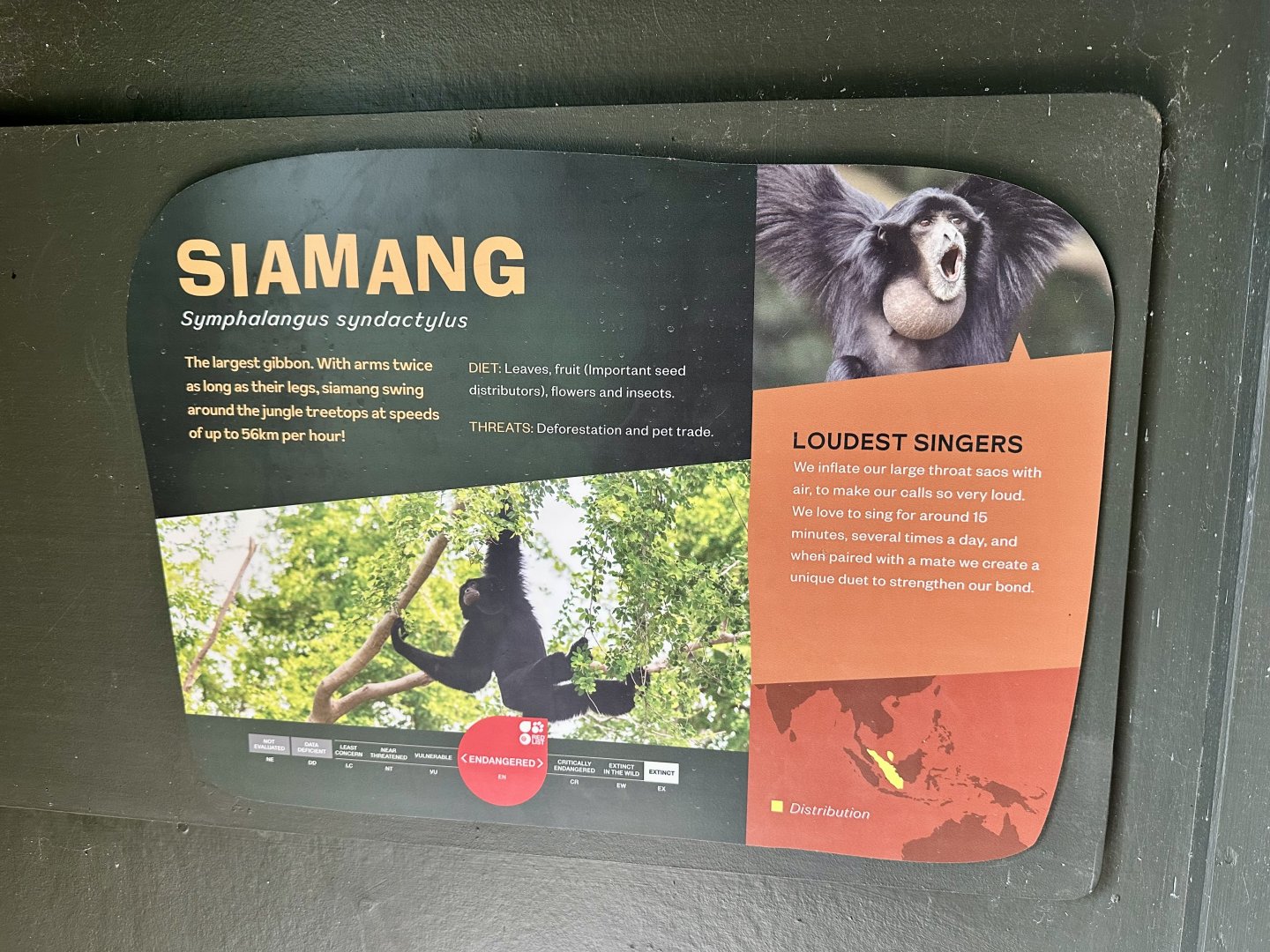 Siamang Signage