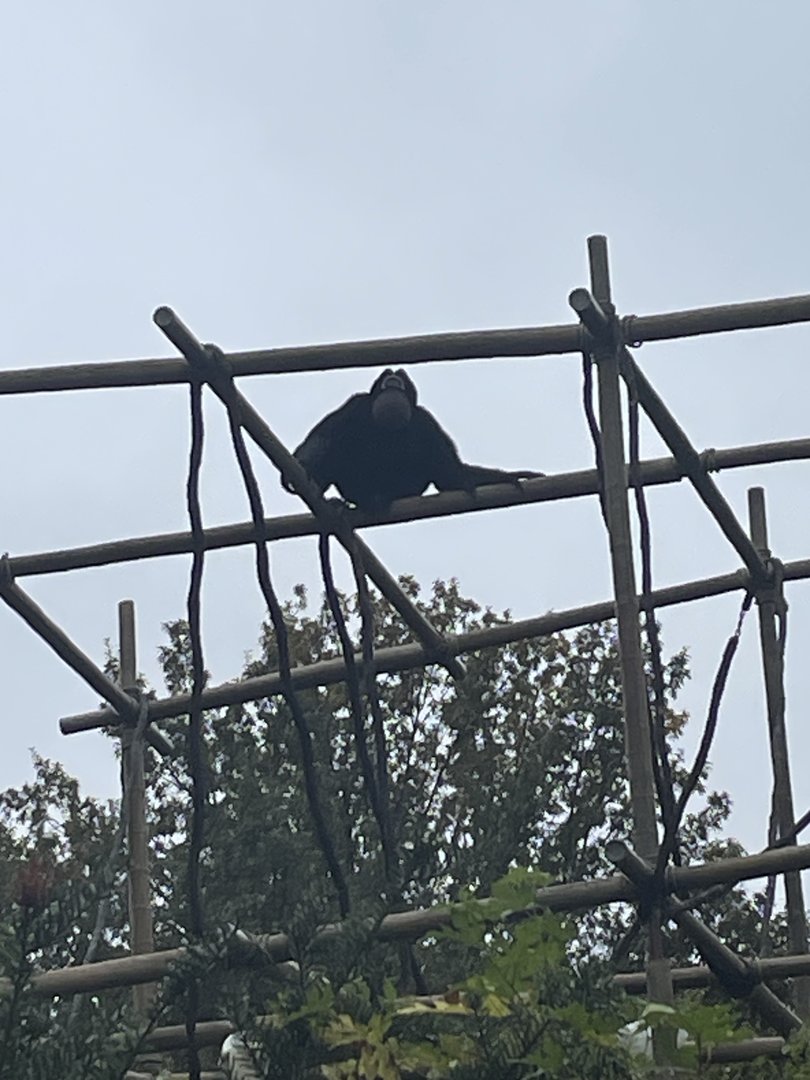 Siamang Singing His Song