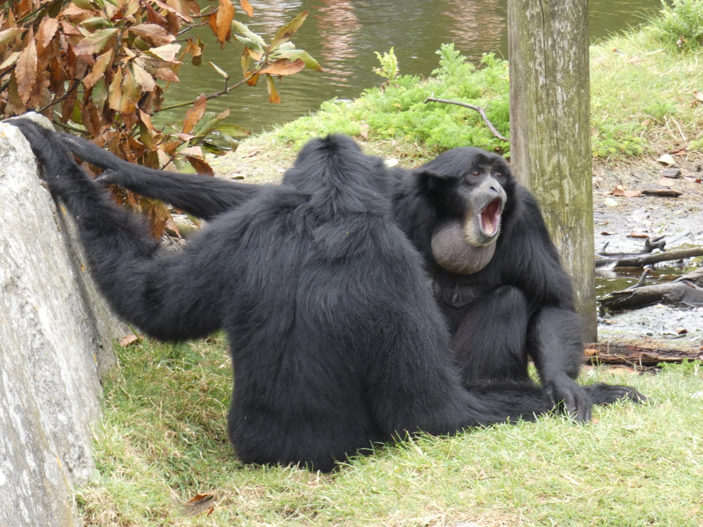 Siamang singing