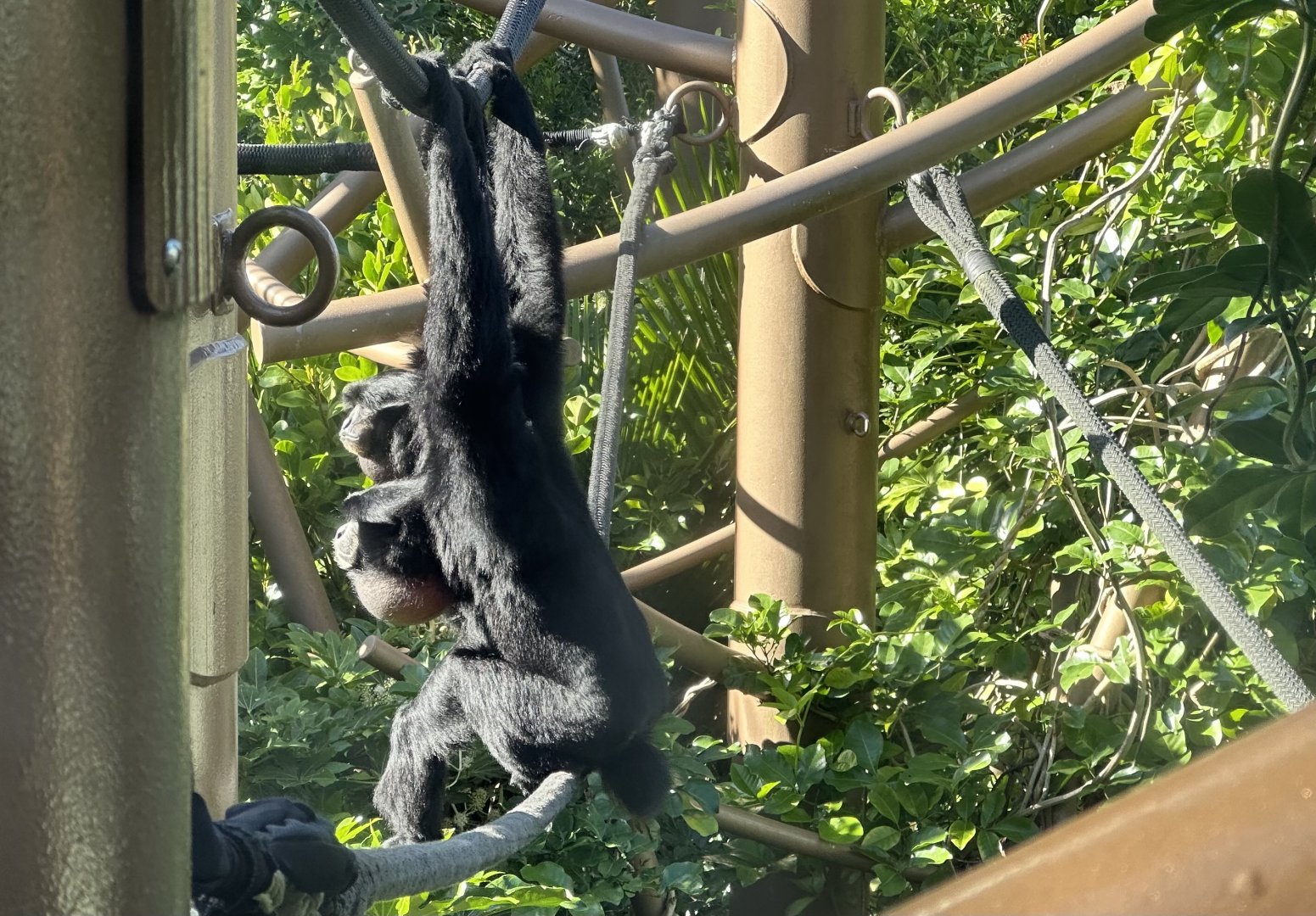 Siamang (Singing)