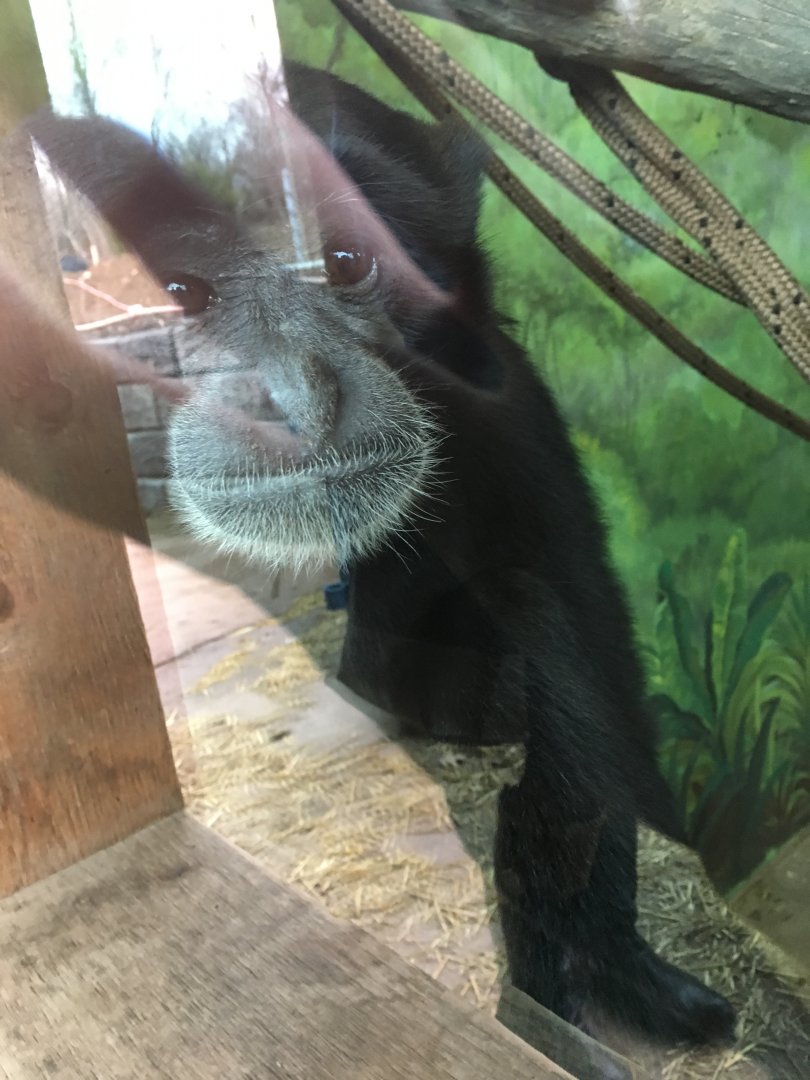 Siamang sitting next to glass in indoor exhibit