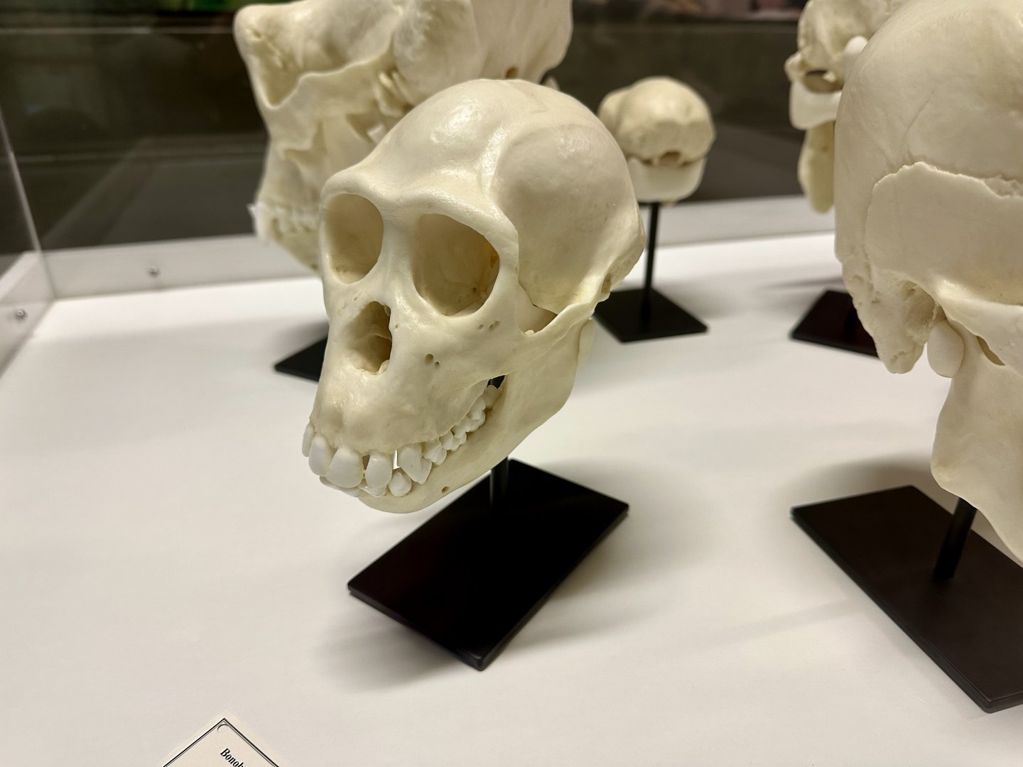 Siamang Skull