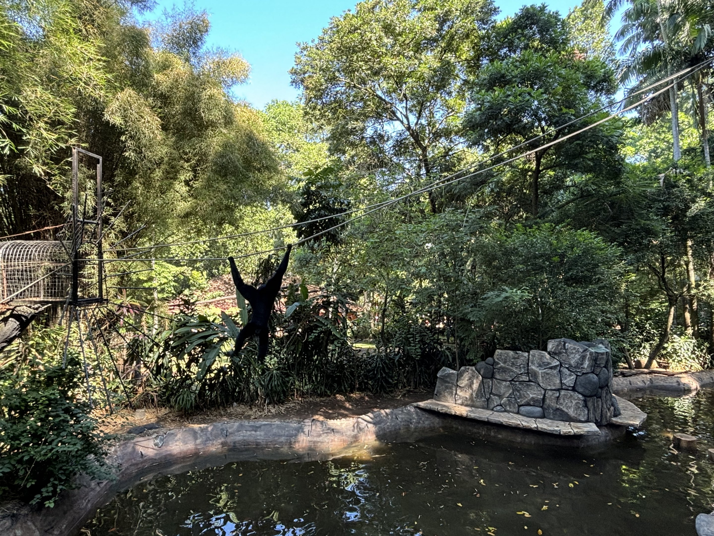 Siamang/Small-clawed Otter/Pelican Exhibit