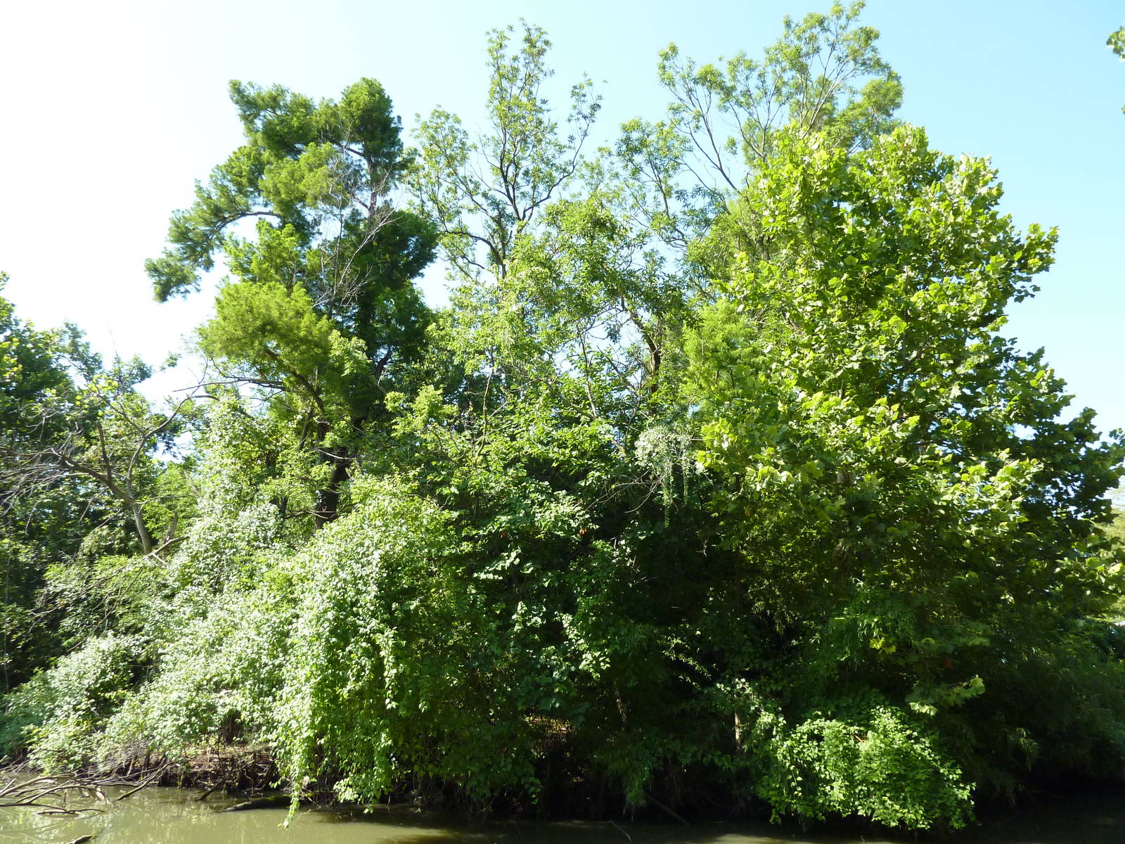 Siamang/Spectacled Langur Island