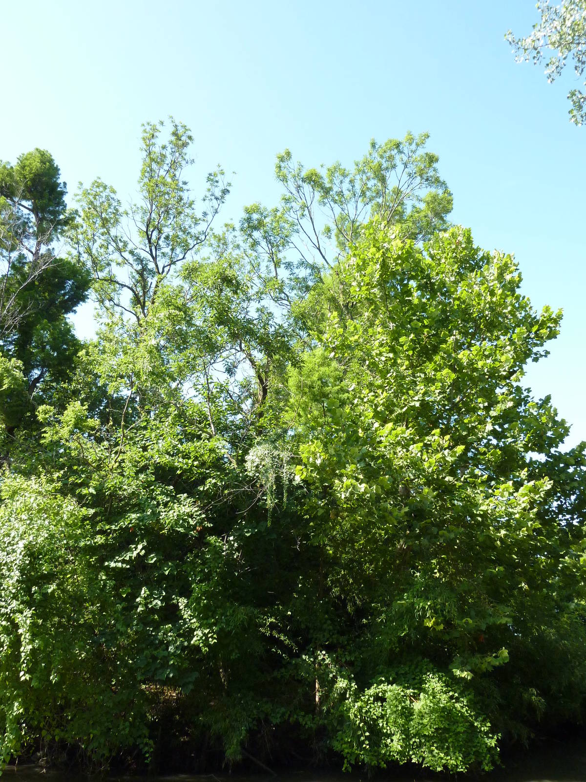 Siamang/Spectacled Langur Island
