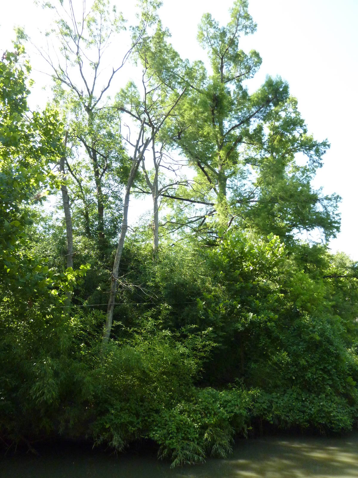 Siamang/Spectacled Langur Island