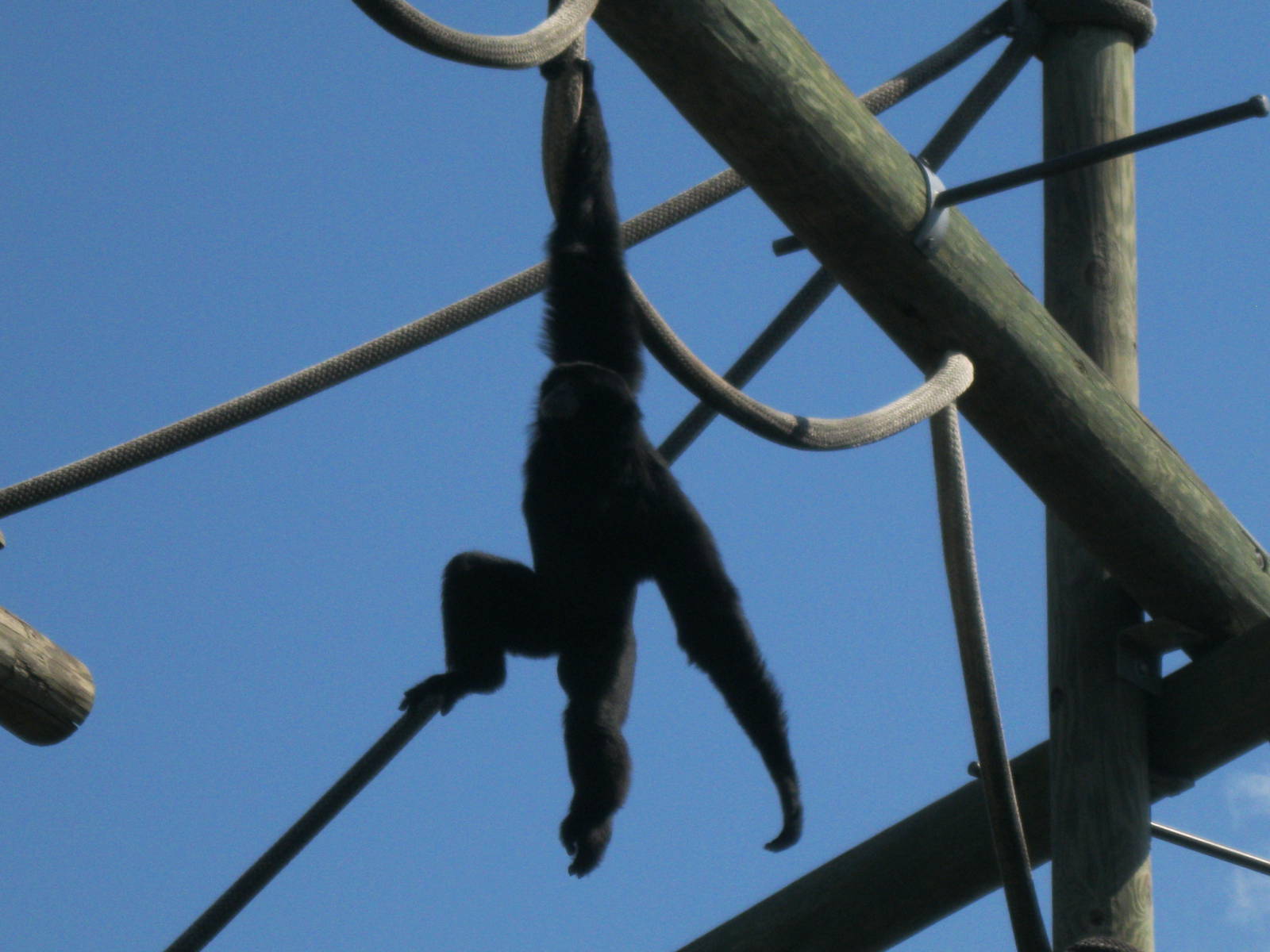 Siamang Swinging