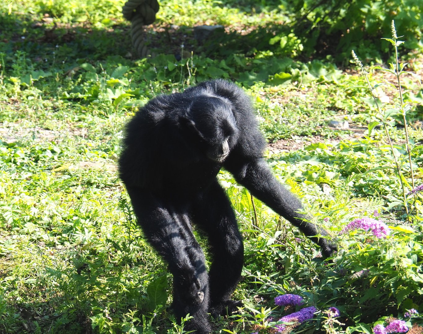 Siamang (Symphalangus syndactylus), 2021-09-02