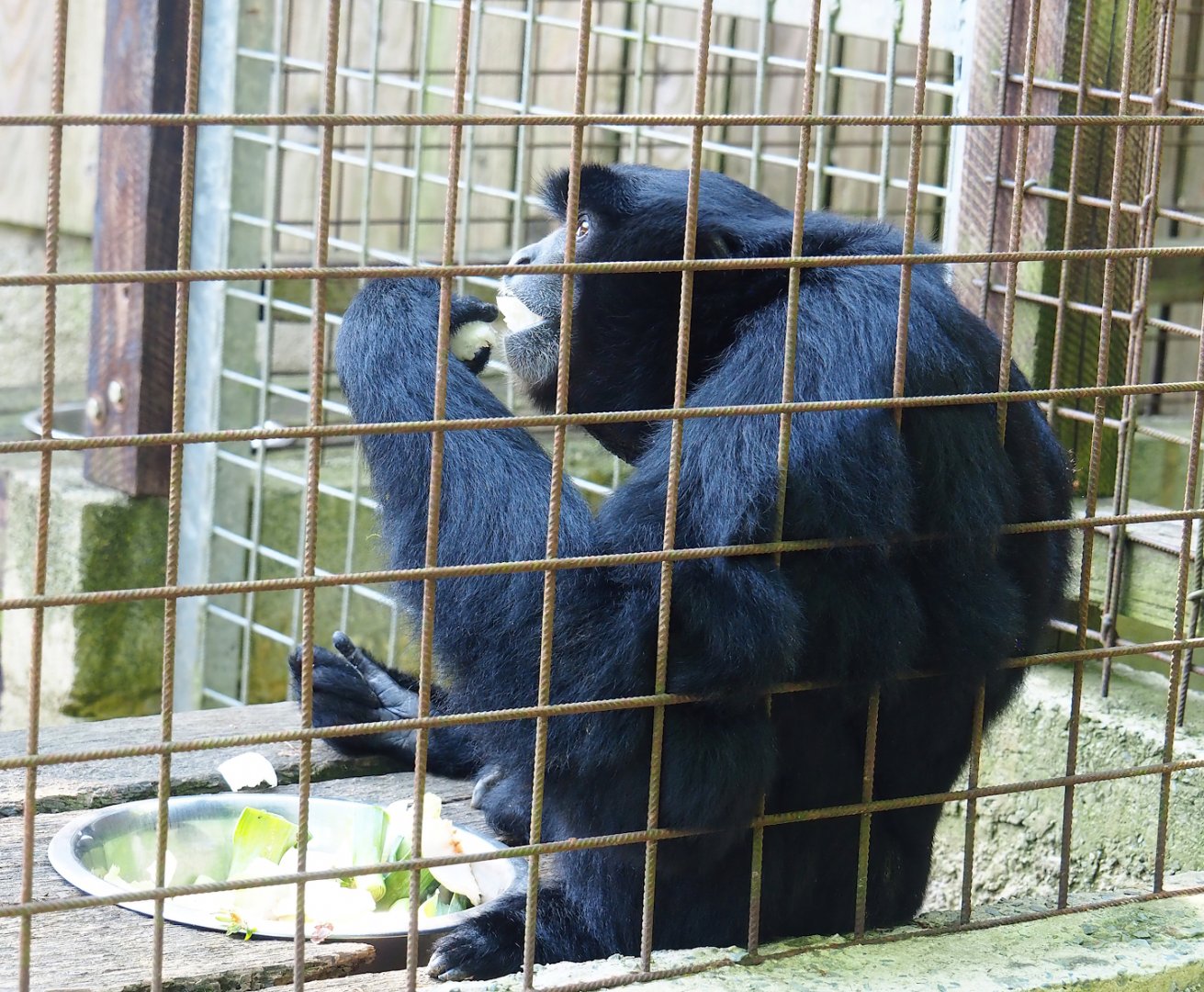 Siamang (Symphalangus syndactylus, 2023-06-24