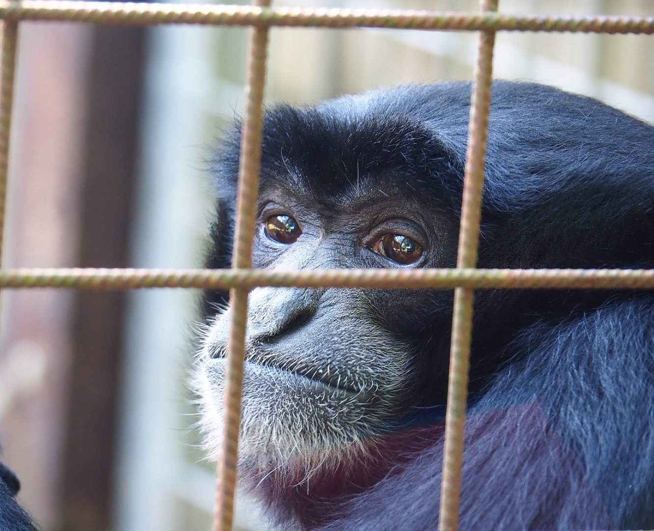 Siamang (Symphalangus syndactylus, 2023-06-24