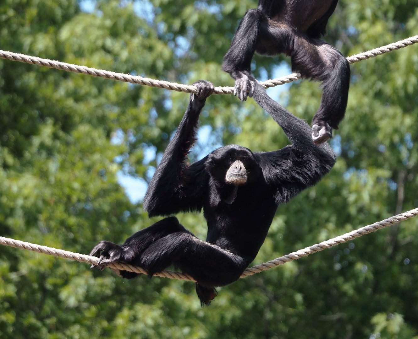 Siamang (Symphalangus syndactylus), 2025-05-17